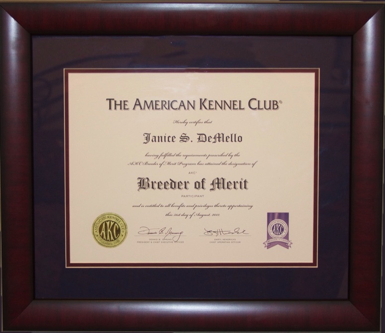 AKC Breeder Of Merit Program – American Kennel Club